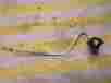 316536601 Frigidaire Range Ignitor Right Rear With Holder Tube Free Shipping