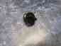 8303303673 Control Range Knob Part Kenmore