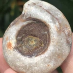 45GR Amazing Whole Permian Ammonite Fossil Rough Mollusca Timor. Fixed Price $16.00.