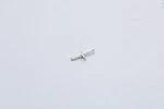 10004177 Bosch Electrode Oem. Fixed Price $12.95.