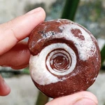 45GR Amazing Whole Permian Ammonite Fossil Calcite Mollusca Timor. Fixed Price $32.00.