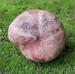 45GR Amazing Whole Permian Ammonite Calcite Fossil Rough Mollusca Timor. Fixed Price $18.00.