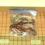 Dcs CP364GD Range/cooktop Burner Switch Wire Harness 238105. Fixed Price $49.95.