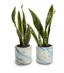 Avera Products Set Of 2 Cement Cylinder Planters 4 X Pots Genesis Bay. Fixed Price $19.80.